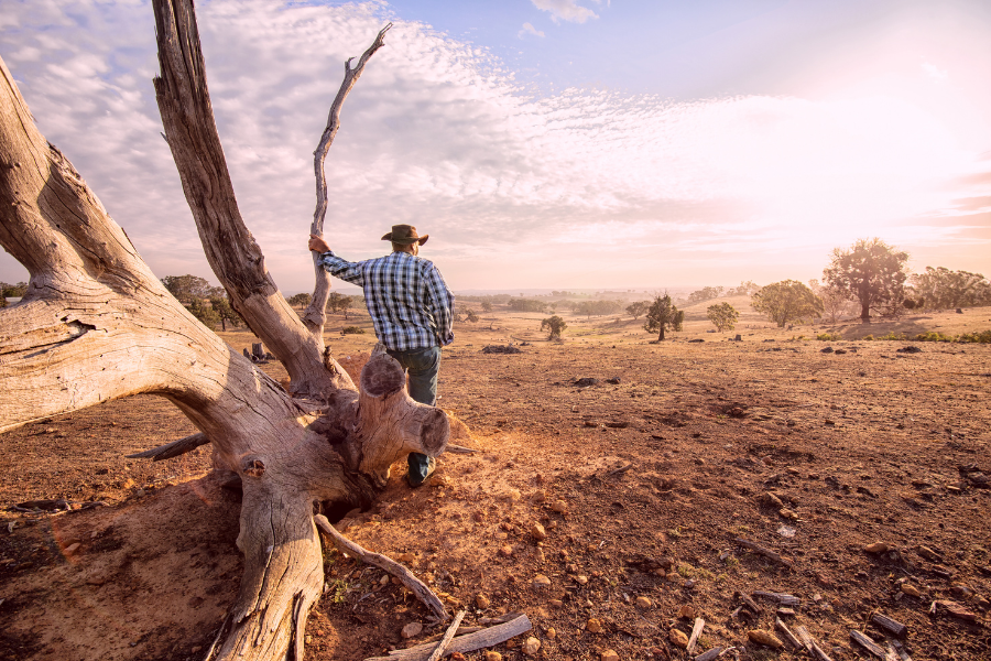 Farmer standing beside a fallen tree, gazing over a dry, barren landscape at sunset—symbolizing ecological grief and the emotional toll of climate change on rural communities.
